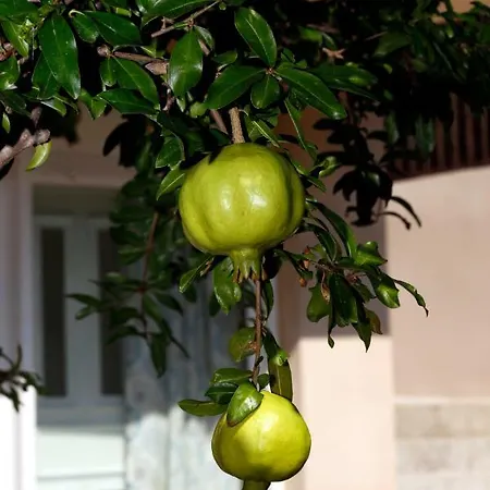 Agioneri * PalaiónTsiflíkion